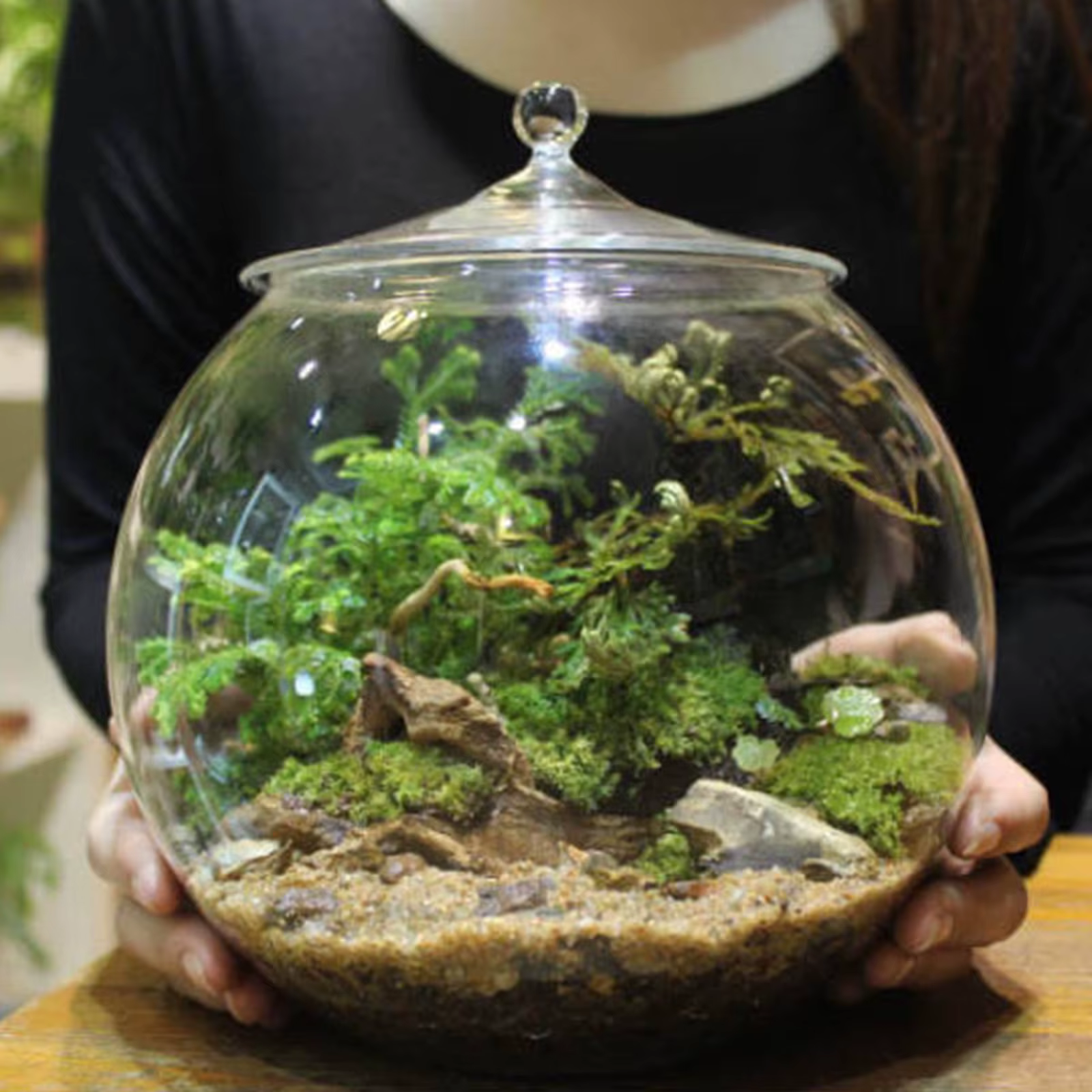 Pot de terrarium en verre scellé