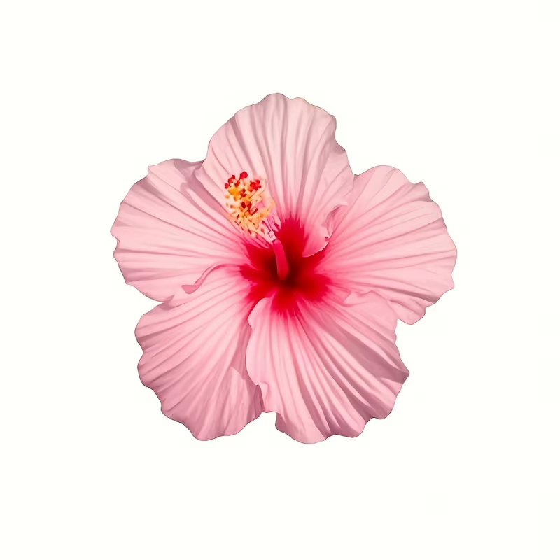 Ensemble de 4 moules en Silicone pour fleurs d'hibiscus