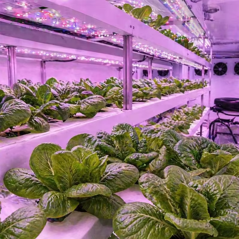 Système de culture hydroponique en conteneur commercial pour laitues, légumes-feuilles et légumes verts – Personnalisable